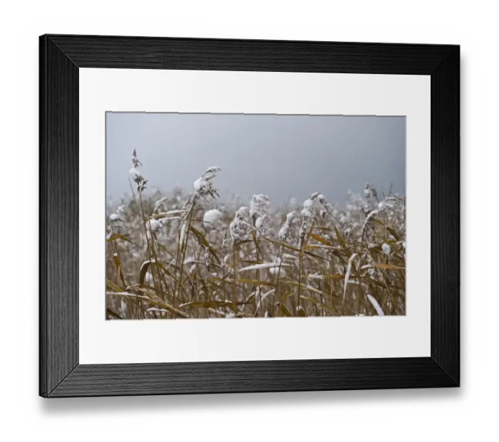 Framed Print : Common Reed (Phragmites australis) snow covered reedbed, Strumpshaw Fen RSPB Reserve, River Yare, The Broads, Norfolk, England, december Framed Print : Common Reed (Phragmites australis) snow covered reedbed, Strumpshaw Fen RSPB Reserve, River Yare, The Broads, Norfolk, England, december