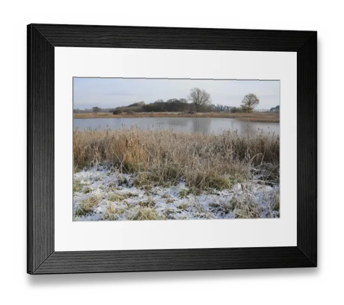 Framed Print : Common Reed (Phragmites australis) snow covered reedbed habitat and frozen scape, in river valley fen, Redgrave and Lopham Fen N. N. R. Waveney Valley, Suffolk, England, november Framed Print : Common Reed (Phragmites australis) snow covered reedbed habitat and frozen scape, in river valley fen, Redgrave and Lopham Fen N. N. R. Waveney Valley, Suffolk, England, november