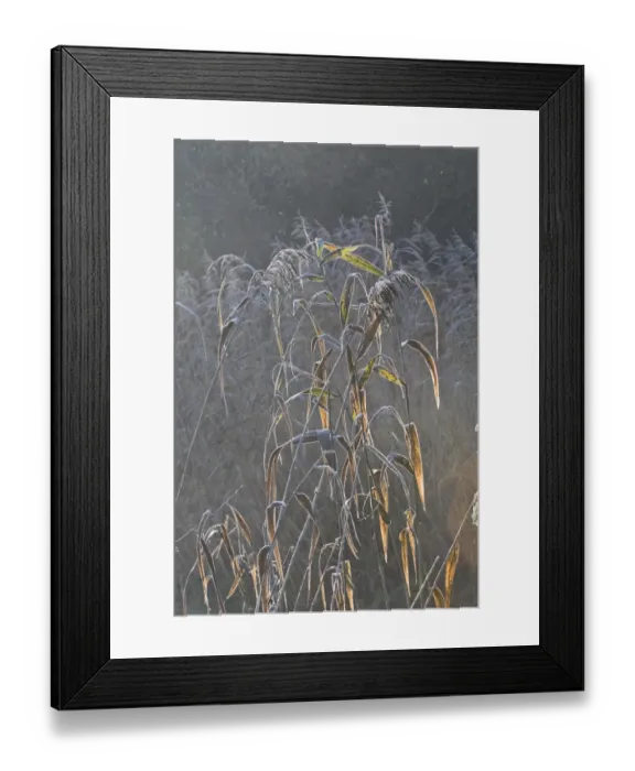 Framed Print : Common Reed (Phragmites australis) backlit stems, growing on riverbank, River Frome, Dorset, England, november Framed Print : Common Reed (Phragmites australis) backlit stems, growing on riverbank, River Frome, Dorset, England, november