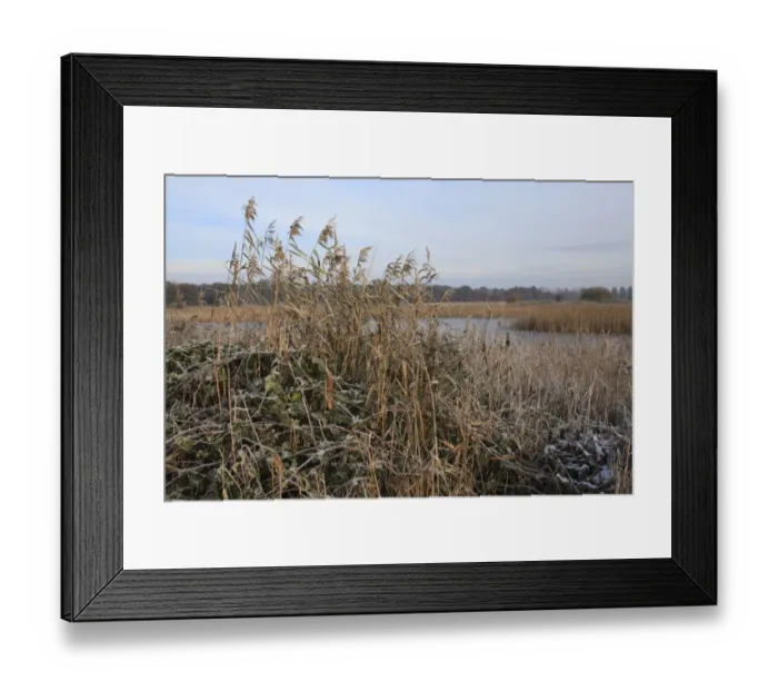 Framed Print : Common Reed (Phragmites australis) and Bramble (Rubus fruticosus), snow covered reedbed habitat and frozen scape, in river valley fen, Redgrave and Lopham Fen N. N. R. Waveney Valley, Suffolk, England, november Framed Print : Common Reed (Phragmites australis) and Bramble (Rubus fruticosus), snow covered reedbed habitat and frozen scape, in river valley fen, Redgrave and Lopham Fen N. N. R. Waveney Valley, Suffolk, England, november