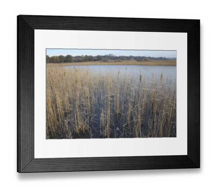 Framed Print : Common Reed (Phragmites australis) reedbed habitat and frozen scape, in river valley fen, Redgrave and Lopham Fen N. N. R. Waveney Valley, Suffolk, England, november Framed Print : Common Reed (Phragmites australis) reedbed habitat and frozen scape, in river valley fen, Redgrave and Lopham Fen N. N. R. Waveney Valley, Suffolk, England, november