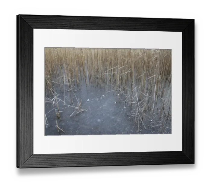 Framed Print : Common Reed (Phragmites australis) reedbed habitat and frozen scape, in river valley fen, Redgrave and Lopham Fen N. N. R. Waveney Valley, Suffolk, England, november Framed Print : Common Reed (Phragmites australis) reedbed habitat and frozen scape, in river valley fen, Redgrave and Lopham Fen N. N. R. Waveney Valley, Suffolk, England, november