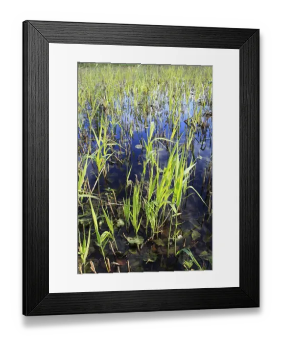 Framed Print : Common Reed (Phragmites australis) new shoots, growing in reedbed habitat, in valley fen reserve, Hopton Fen, Hopton, Suffolk, England, november Framed Print : Common Reed (Phragmites australis) new shoots, growing in reedbed habitat, in valley fen reserve, Hopton Fen, Hopton, Suffolk, England, november