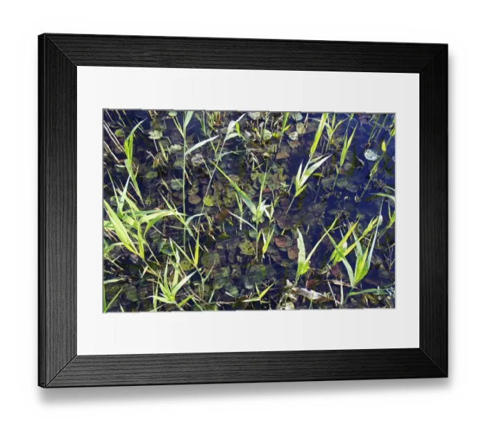 Framed Print : Common Reed (Phragmites australis) new shoots, with submerged leaves of Common Alder (Alnus glutinosa), in valley fen reserve, Hopton Fen, Hopton, Suffolk, England, november