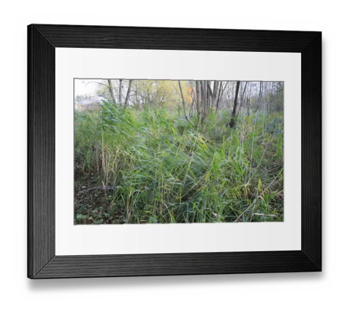 Framed Print : Common Reed (Phragmites australis) growing in alder carr wet woodland habitat, in valley fen reserve, Hopton Fen, Hopton, Suffolk, England, november Framed Print : Common Reed (Phragmites australis) growing in alder carr wet woodland habitat, in valley fen reserve, Hopton Fen, Hopton, Suffolk, England, november