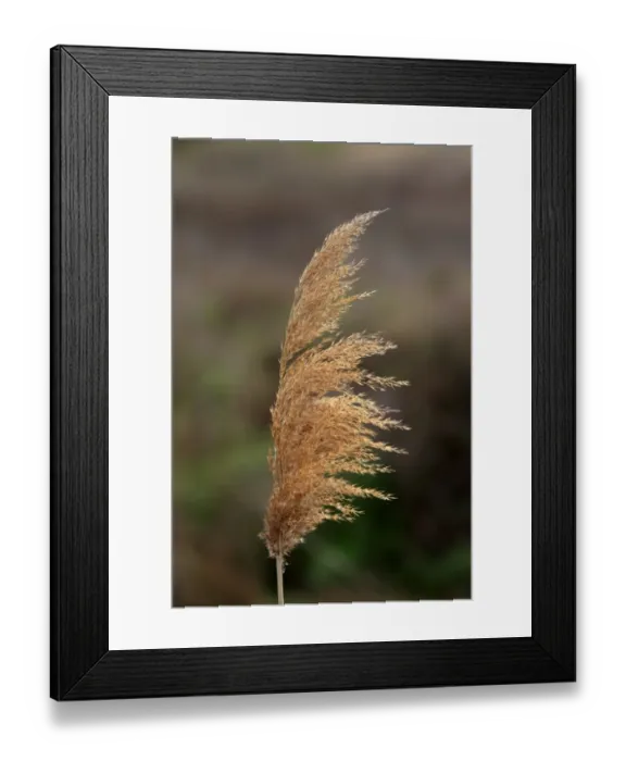 Framed Print : Common Reed (Phragmites australis) close-up of seedhead, Ellerstadt, Rhineland-Palatinate, Germany Framed Print : Common Reed (Phragmites australis) close-up of seedhead, Ellerstadt, Rhineland-Palatinate, Germany