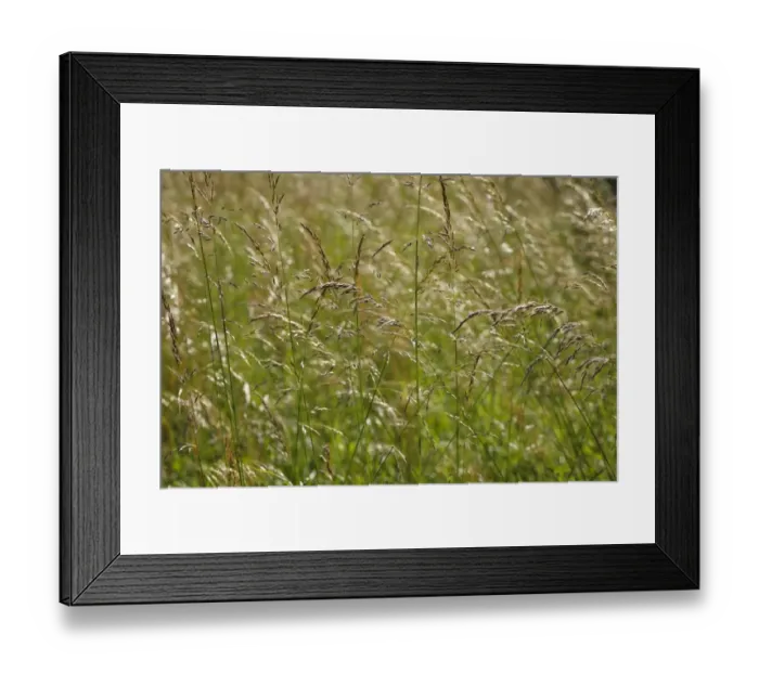 Framed Print : Tufted Hair-grass (Deschampsia cespitosa) seedheads, Powys, Wales, july Framed Print : Tufted Hair-grass (Deschampsia cespitosa) seedheads, Powys, Wales, july