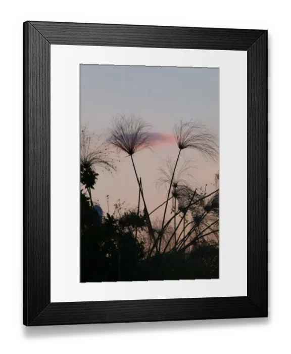 Framed Print : Papyrus Sedge (Cyperus papyrus) flowerheads, silhouetted at dusk, Okavango Delta, Botswana