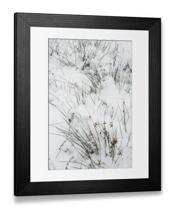 Framed Print : Wood Club-rush (Scirpus sylvaticus) covered with snow, Kent, England, december Framed Print : Wood Club-rush (Scirpus sylvaticus) covered with snow, Kent, England, december