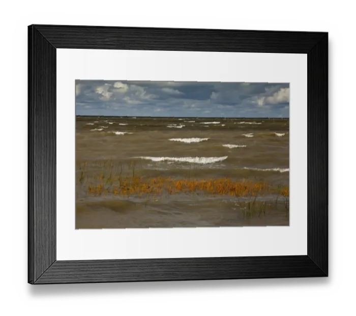 Framed Print : Sea Club-rush (Bolboschoenus maritimus) covered by waves during rough weather, Kesse Island, Gulf of Finland, Baltic Sea, Estonia, september