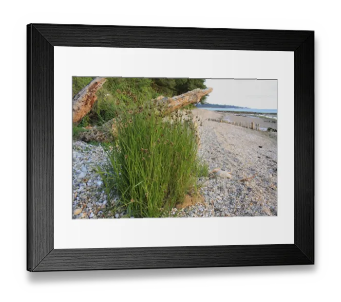 Framed Print : Sea Club-rush (Bolboschoenus maritimus) flowering, growing on pebbles at edge of beach at dawn, Bembridge, Isle of Wight, England, june Framed Print : Sea Club-rush (Bolboschoenus maritimus) flowering, growing on pebbles at edge of beach at dawn, Bembridge, Isle of Wight, England, june