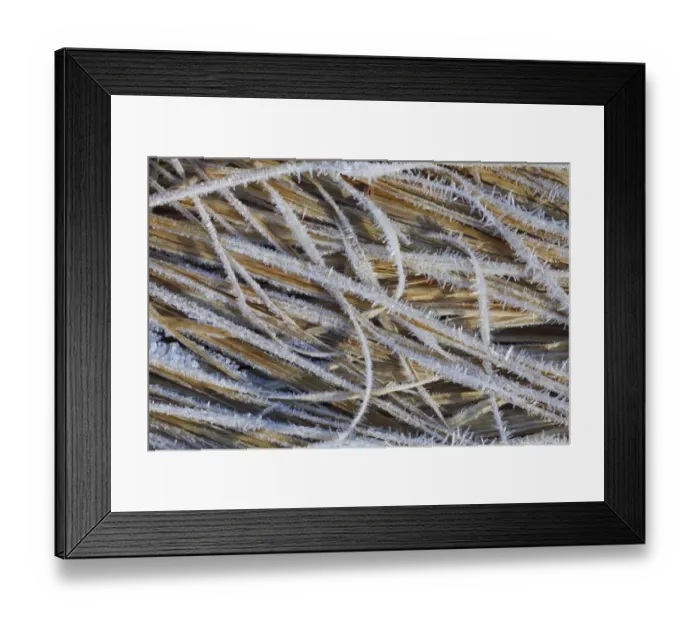 Framed Print : Purple Moor-grass (Molinia caerulea) hoar frost on dead leaves, Powys, Wales, november Framed Print : Purple Moor-grass (Molinia caerulea) hoar frost on dead leaves, Powys, Wales, november