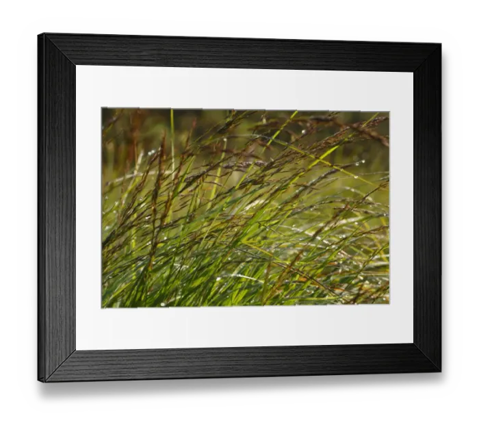 Framed Print : Purple Moor-grass (Molinia caerulea) flowering, Powys, Wales, july Framed Print : Purple Moor-grass (Molinia caerulea) flowering, Powys, Wales, july