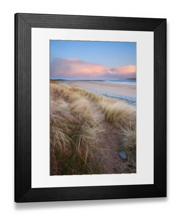 Framed Print : Marram Grass (Ammophila arenaria) windblown on coastal sand dune habitat at sunrise, Northam Burrows, North Devon, England, december