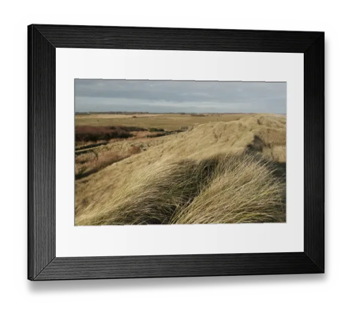 Framed Print : Marram Grass (Ammophila arenaria) growing on coastal sand dune habitat, Winterton Dunes, Horsey, Norfolk, England, november