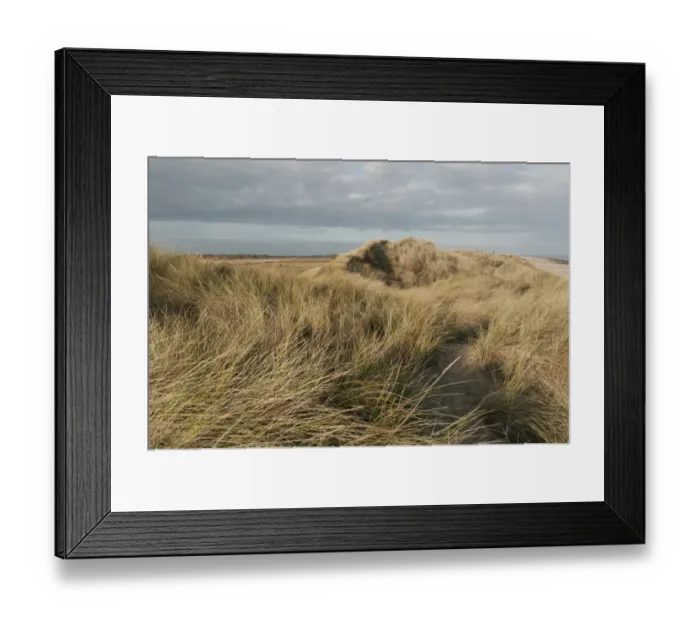 Framed Print : Marram Grass (Ammophila arenaria) growing on coastal sand dune habitat, Winterton Dunes, Horsey, Norfolk, England, november Framed Print : Marram Grass (Ammophila arenaria) growing on coastal sand dune habitat, Winterton Dunes, Horsey, Norfolk, England, november