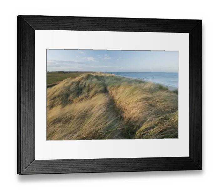 Framed Print : Marram Grass (Ammophila arenaria) growing on coastal sand dune habitat, Winterton Dunes, Horsey, Norfolk, England, november Framed Print : Marram Grass (Ammophila arenaria) growing on coastal sand dune habitat, Winterton Dunes, Horsey, Norfolk, England, november