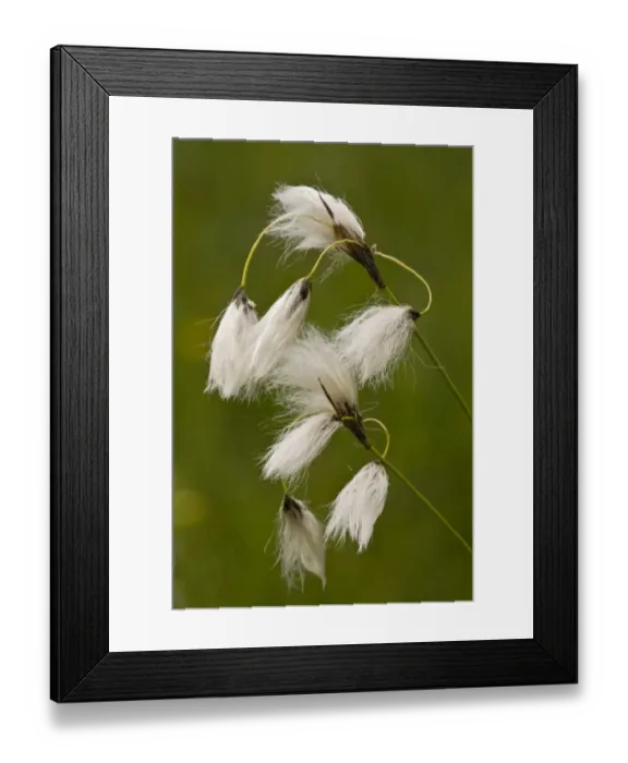 Framed Print : Broad-leaved Cotton-grass (Eriophorum latifolium) in fruit, growing in fenland, Slovenia, june Framed Print : Broad-leaved Cotton-grass (Eriophorum latifolium) in fruit, growing in fenland, Slovenia, june