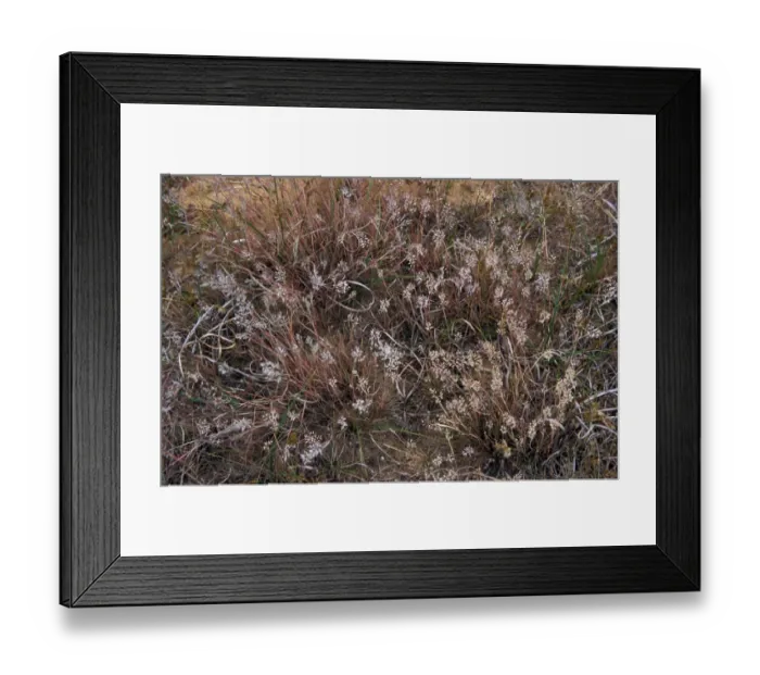 Framed Print : Grey Hair-Grass (Corynephorus canescens) Wangford Warren- Suffolk Wildlife Trust Framed Print : Grey Hair-Grass (Corynephorus canescens) Wangford Warren- Suffolk Wildlife Trust