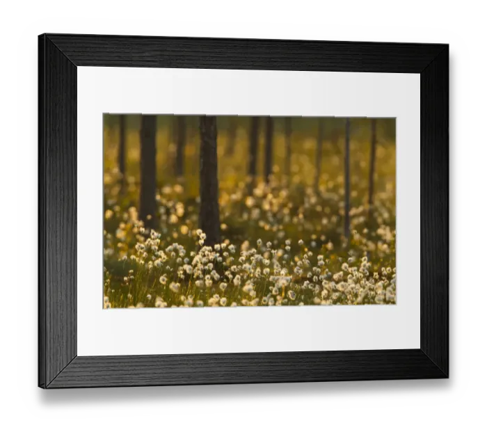 Framed Print : Cotton-grass (Eriophorum sp. ) flowering, growing in boreal forest, backlit at dusk, Finland, june Framed Print : Cotton-grass (Eriophorum sp. ) flowering, growing in boreal forest, backlit at dusk, Finland, june