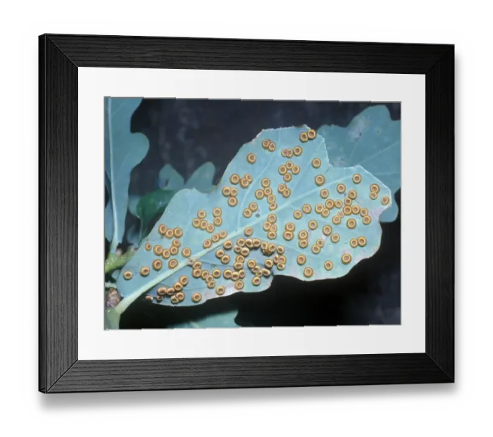 Framed Print : Spangle Gall (Neuroterus numismalis) On underside of oak leaves Framed Print : Spangle Gall (Neuroterus numismalis) On underside of oak leaves