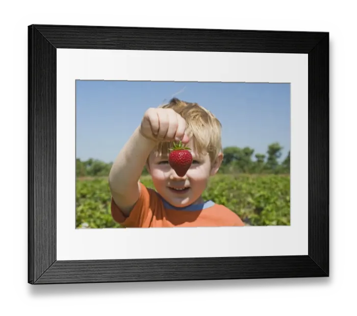 Framed Print : Strawberry (Fragaria sp. ) fruit, picked by boy on fruit farm, Kent, England, july Framed Print : Strawberry (Fragaria sp. ) fruit, picked by boy on fruit farm, Kent, England, july