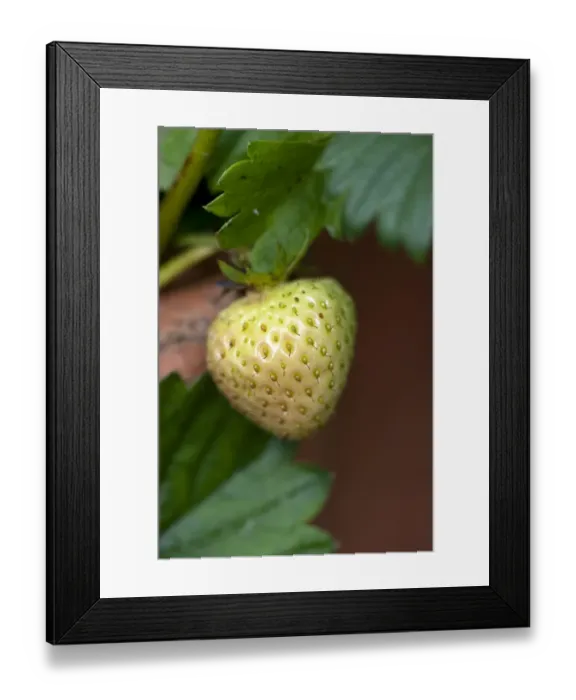 Framed Print : Strawberry (Fragaria sp. ) close-up of unripe fruit, growing in garden, Cumbria, England, august Framed Print : Strawberry (Fragaria sp. ) close-up of unripe fruit, growing in garden, Cumbria, England, august