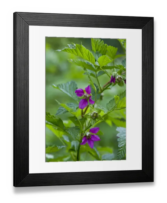Framed Print : Salmonberry (Rubus spectabilis) flowering, Cascade Mountains, Oregon, U. S. A. july Framed Print : Salmonberry (Rubus spectabilis) flowering, Cascade Mountains, Oregon, U. S. A. july