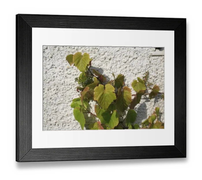 Framed Print : Grape (Vitis vinifera) leaves and developing fruit, growing against wall in garden, Bembridge, Isle of Wight, England, june Framed Print : Grape (Vitis vinifera) leaves and developing fruit, growing against wall in garden, Bembridge, Isle of Wight, England, june
