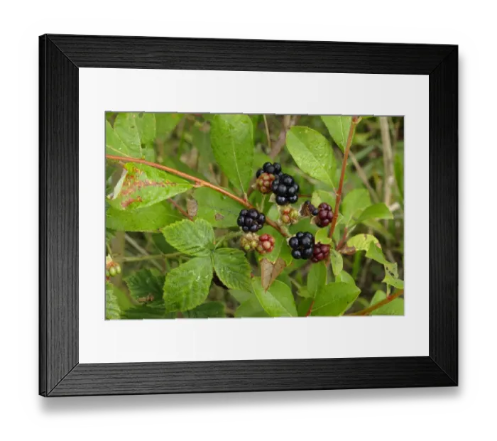Framed Print : European Dewberry (Rubus caesius) close-up of fruit, West Yorkshire, England, august Framed Print : European Dewberry (Rubus caesius) close-up of fruit, West Yorkshire, England, august