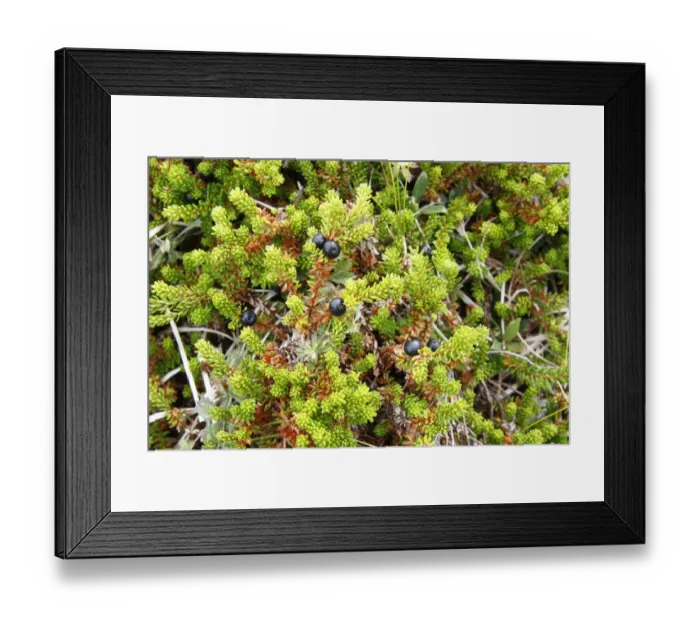 Framed Print : Crowberry (Empetrum nigrum) berries, Handa Island, Sutherland, Northwest Scotland, august Framed Print : Crowberry (Empetrum nigrum) berries, Handa Island, Sutherland, Northwest Scotland, august