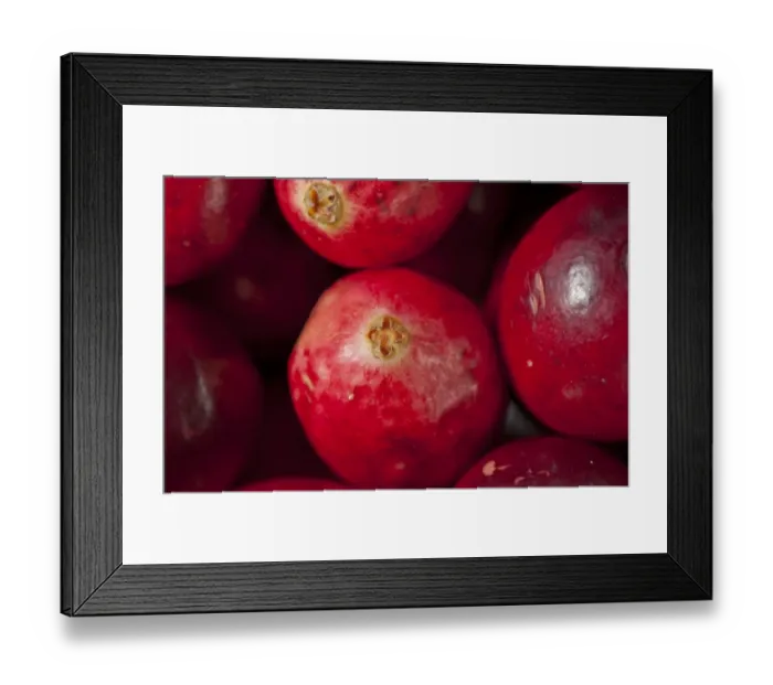 Framed Print : Common Cranberry (Vaccinium oxycoccus) close-up of picked fruit, Whitewell, Lancashire, England, december Framed Print : Common Cranberry (Vaccinium oxycoccus) close-up of picked fruit, Whitewell, Lancashire, England, december