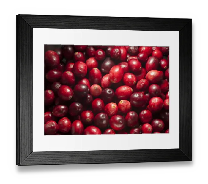 Framed Print : Common Cranberry (Vaccinium oxycoccus) close-up of picked fruit, Whitewell, Lancashire, England, december Framed Print : Common Cranberry (Vaccinium oxycoccus) close-up of picked fruit, Whitewell, Lancashire, England, december