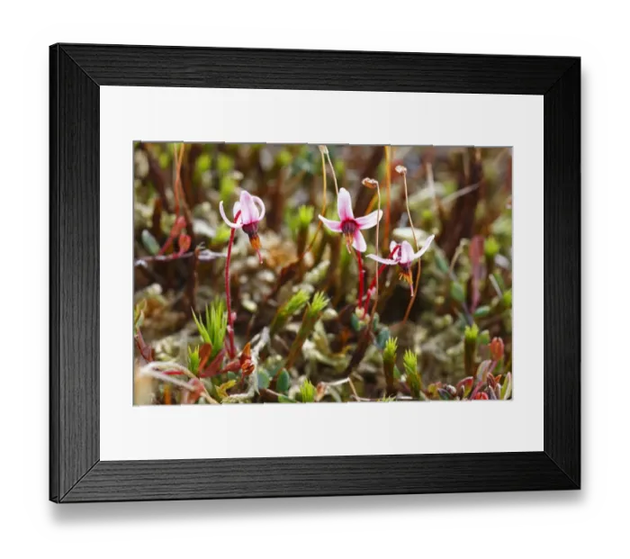 Framed Print : Common Cranberry (Vaccinium oxycoccus) flowering, growing in upland peat bog, Ceredigion, Wales, june