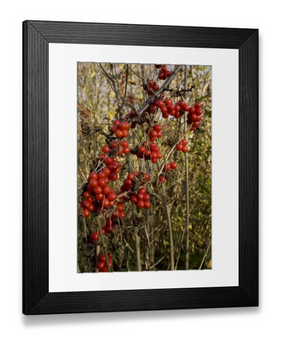 Framed Print : Black Bryony (Tamus communis) close-up of berries, Mill Hill, Ranscombe Farm Plantlife Reserve, Kent, England, november Framed Print : Black Bryony (Tamus communis) close-up of berries, Mill Hill, Ranscombe Farm Plantlife Reserve, Kent, England, november