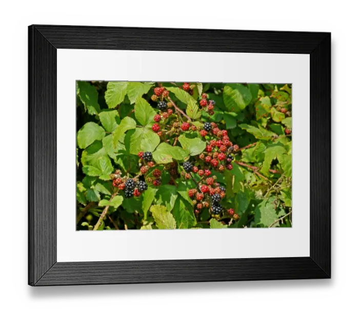 Framed Print : Bramble (Rubus fruticosus) close-up of ripening berries, West Sussex, England, august Framed Print : Bramble (Rubus fruticosus) close-up of ripening berries, West Sussex, England, august