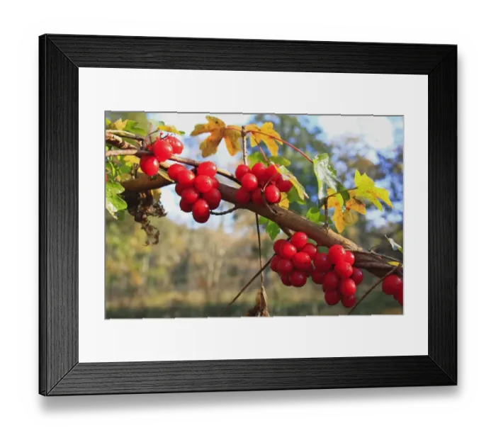 Framed Print : Black Bryony (Tamus communis) close-up of berries, twining on Field Maple (Acer campestre) branch in ancient woodland, Wolves Wood RSPB Reserve, Hadleigh, Suffolk, England, november Framed Print : Black Bryony (Tamus communis) close-up of berries, twining on Field Maple (Acer campestre) branch in ancient woodland, Wolves Wood RSPB Reserve, Hadleigh, Suffolk, England, november