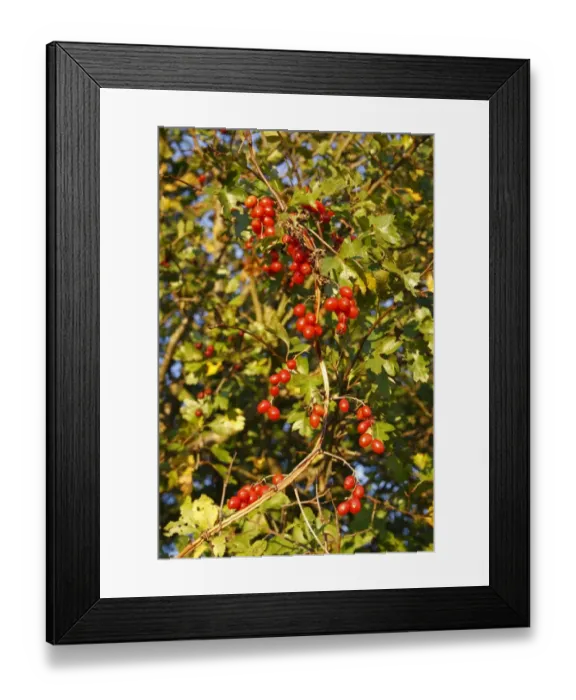 Framed Print : Black Bryony (Tamus communis) berries, twining on Common Hawthorn (Crataegus monogyna) in hedgerow, in evening sunshine, Bacton, Suffolk, England, october Framed Print : Black Bryony (Tamus communis) berries, twining on Common Hawthorn (Crataegus monogyna) in hedgerow, in evening sunshine, Bacton, Suffolk, England, october