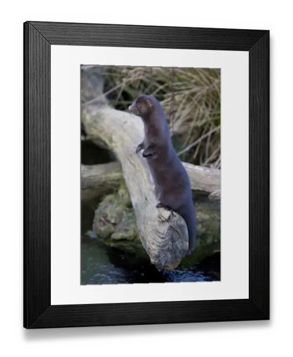 Framed Print : American Mink (Mustela vison) introduced species, adult, standing on hind legs, on log over water, England, february (captive) Framed Print : American Mink (Mustela vison) introduced species, adult, standing on hind legs, on log over water, England, february (captive)