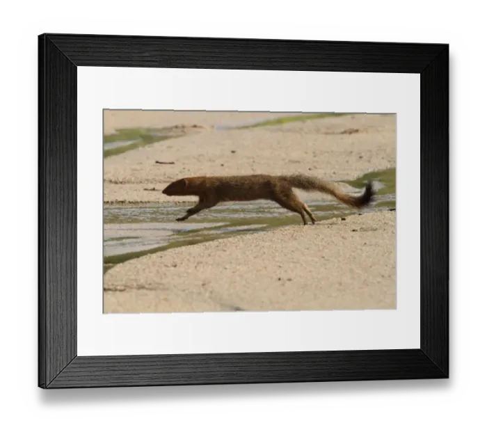 Framed Print : Slender Mongoose (Galerella sanguinea) adult, running and jumping over stream, Kruger N. P. South Africa Framed Print : Slender Mongoose (Galerella sanguinea) adult, running and jumping over stream, Kruger N. P. South Africa