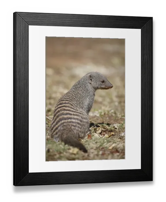 Framed Print : Banded Mongoose (Mungos mungo) adult, sitting in savannah, Pilanesberg N. P. North West Province, South Africa