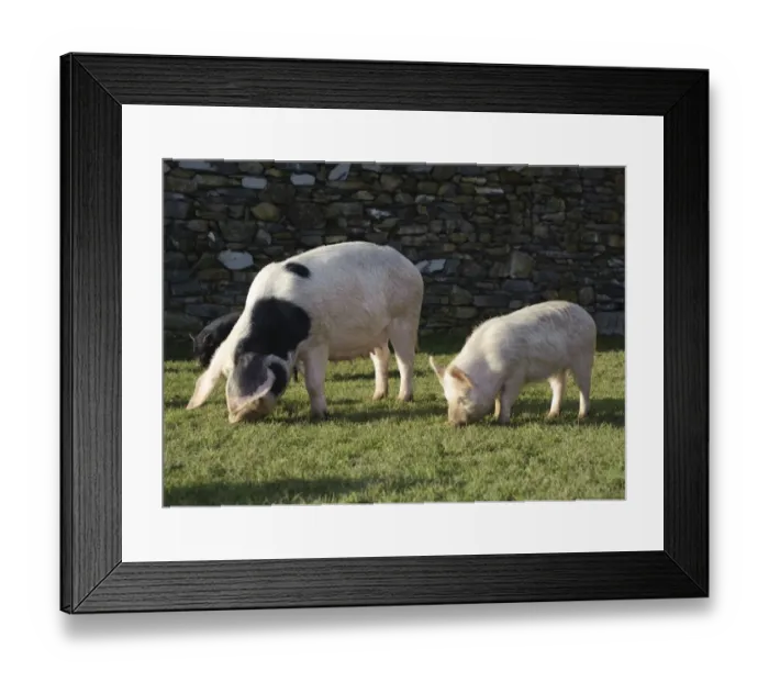 Framed Print : Domestic Pig, Gloucester Old Spot sow, with smaller selectively bred Micro Pig, part of micro pig breeding process, Cumbria, England, november Framed Print : Domestic Pig, Gloucester Old Spot sow, with smaller selectively bred Micro Pig, part of micro pig breeding process, Cumbria, England, november