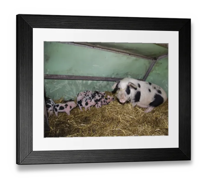 Framed Print : Domestic Pig, Gloucester Old Spot sow with piglets, litter on straw bedding in arc, Cumbria, England, november Framed Print : Domestic Pig, Gloucester Old Spot sow with piglets, litter on straw bedding in arc, Cumbria, England, november
