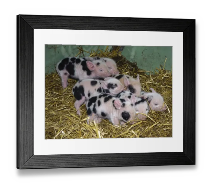 Framed Print : Domestic Pig, Gloucester Old Spot piglets, litter on straw bedding in arc, Cumbria, England, november Framed Print : Domestic Pig, Gloucester Old Spot piglets, litter on straw bedding in arc, Cumbria, England, november