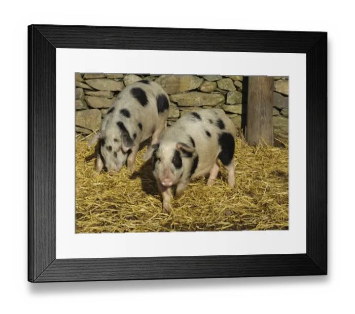 Framed Print : Domestic Pig, Gloucester Old Spot sows, smaller selectively bred sows, part of micro pig breeding process, Cumbria, England, november Framed Print : Domestic Pig, Gloucester Old Spot sows, smaller selectively bred sows, part of micro pig breeding process, Cumbria, England, november