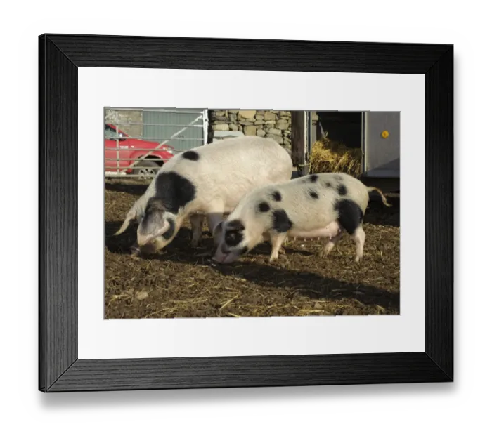 Framed Print : Domestic Pig, Gloucester Old Spot sows, normal and smaller selectively bred sows, part of micro pig breeding process, Cumbria, England, november Framed Print : Domestic Pig, Gloucester Old Spot sows, normal and smaller selectively bred sows, part of micro pig breeding process, Cumbria, England, november