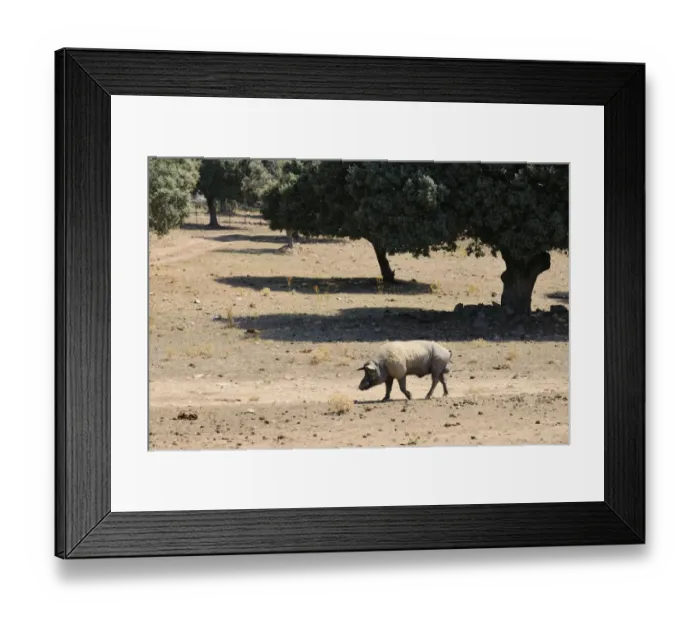 Framed Print : Domestic Pig, boar, walking in degraded dehesa habitat, since fighting bulls demand has lowered Framed Print : Domestic Pig, boar, walking in degraded dehesa habitat, since fighting bulls demand has lowered