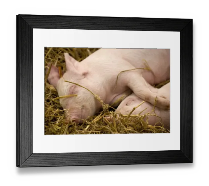 Framed Print : Domestic Pig, Large White, two piglets, sleeping on straw bedding, England, october Framed Print : Domestic Pig, Large White, two piglets, sleeping on straw bedding, England, october
