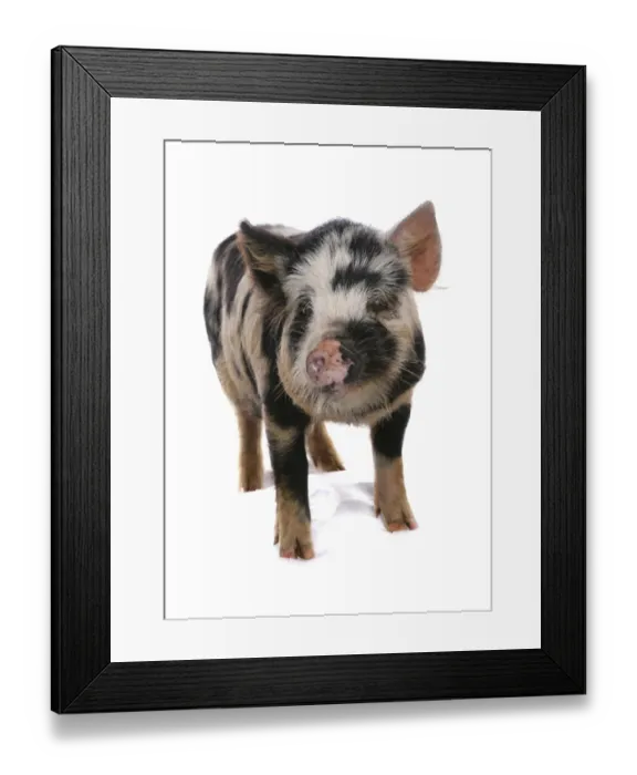 Framed Print : Domestic Pig, Kune Kune, piglet, standing