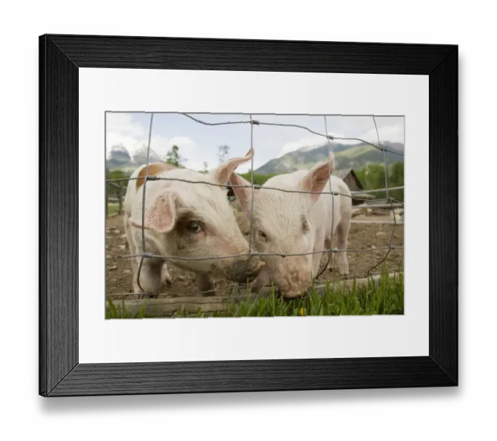 Framed Print : Domestic Pig, two piglets, standing beside wire fence in paddock, British Columbia, Canada, may Framed Print : Domestic Pig, two piglets, standing beside wire fence in paddock, British Columbia, Canada, may